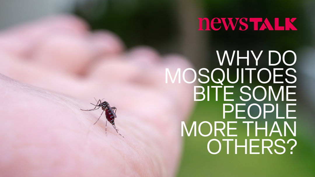 Why Do Mosquitoes Bite Some People More Than Others?